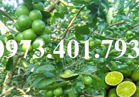 Cây giống chanh không hạt